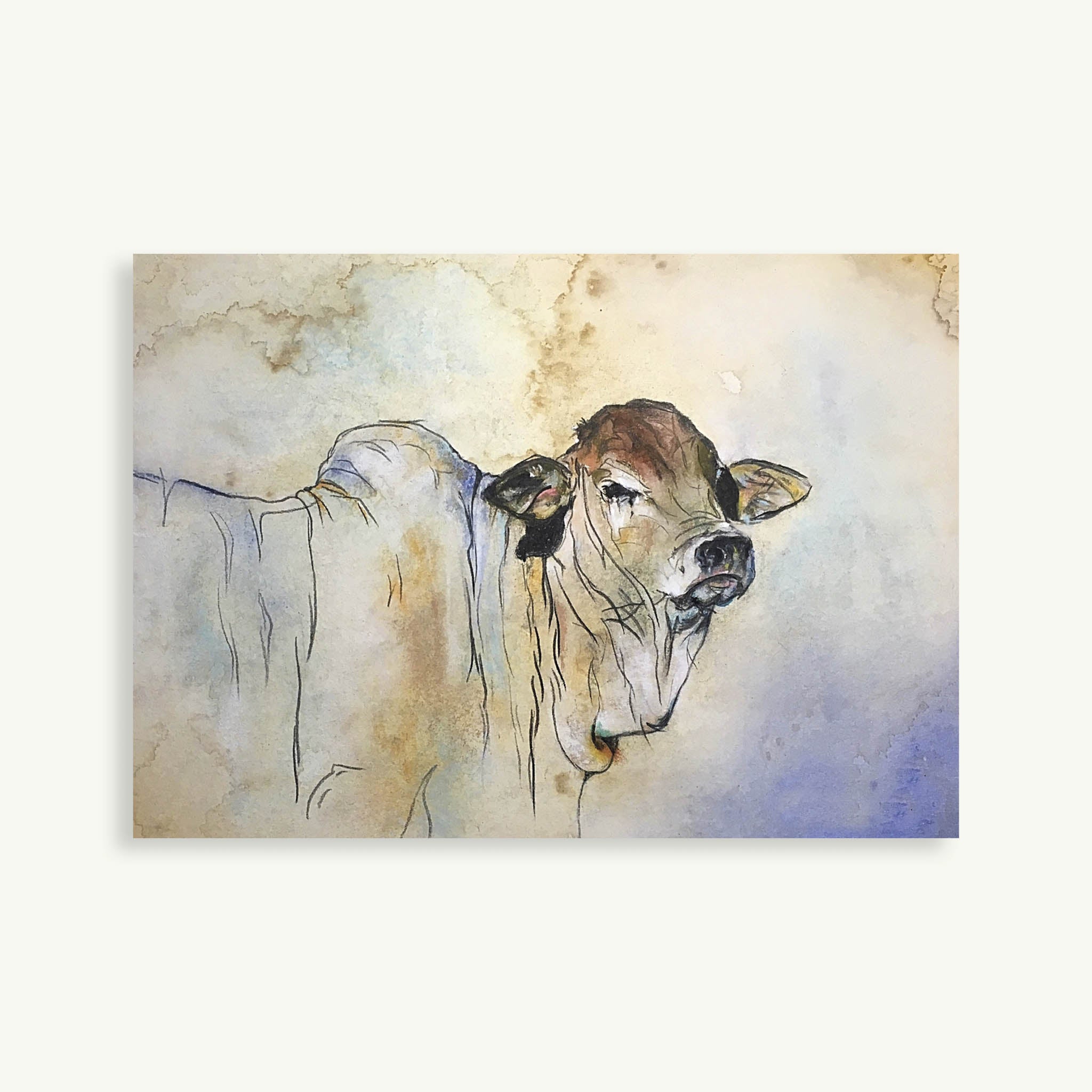 Boran Steer